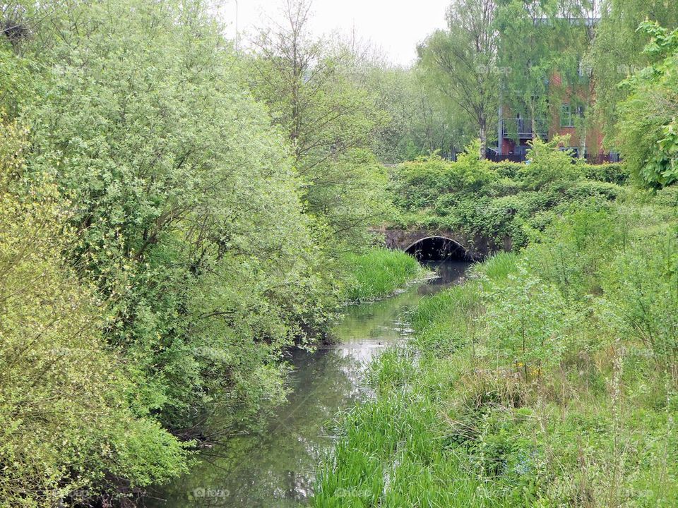 Old stream in May greenery 