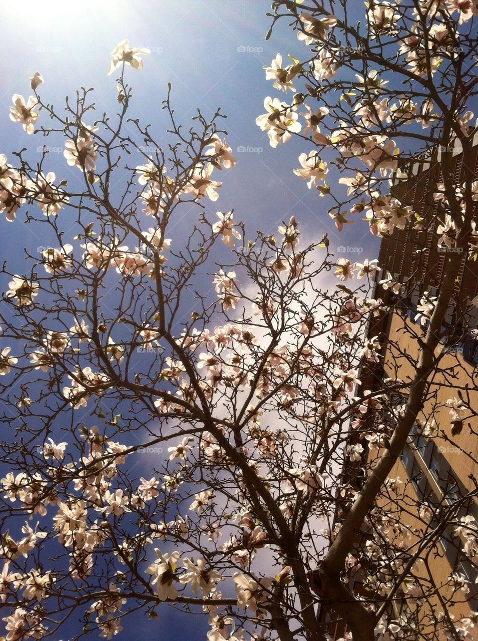 Flowering tree in Virginia 
