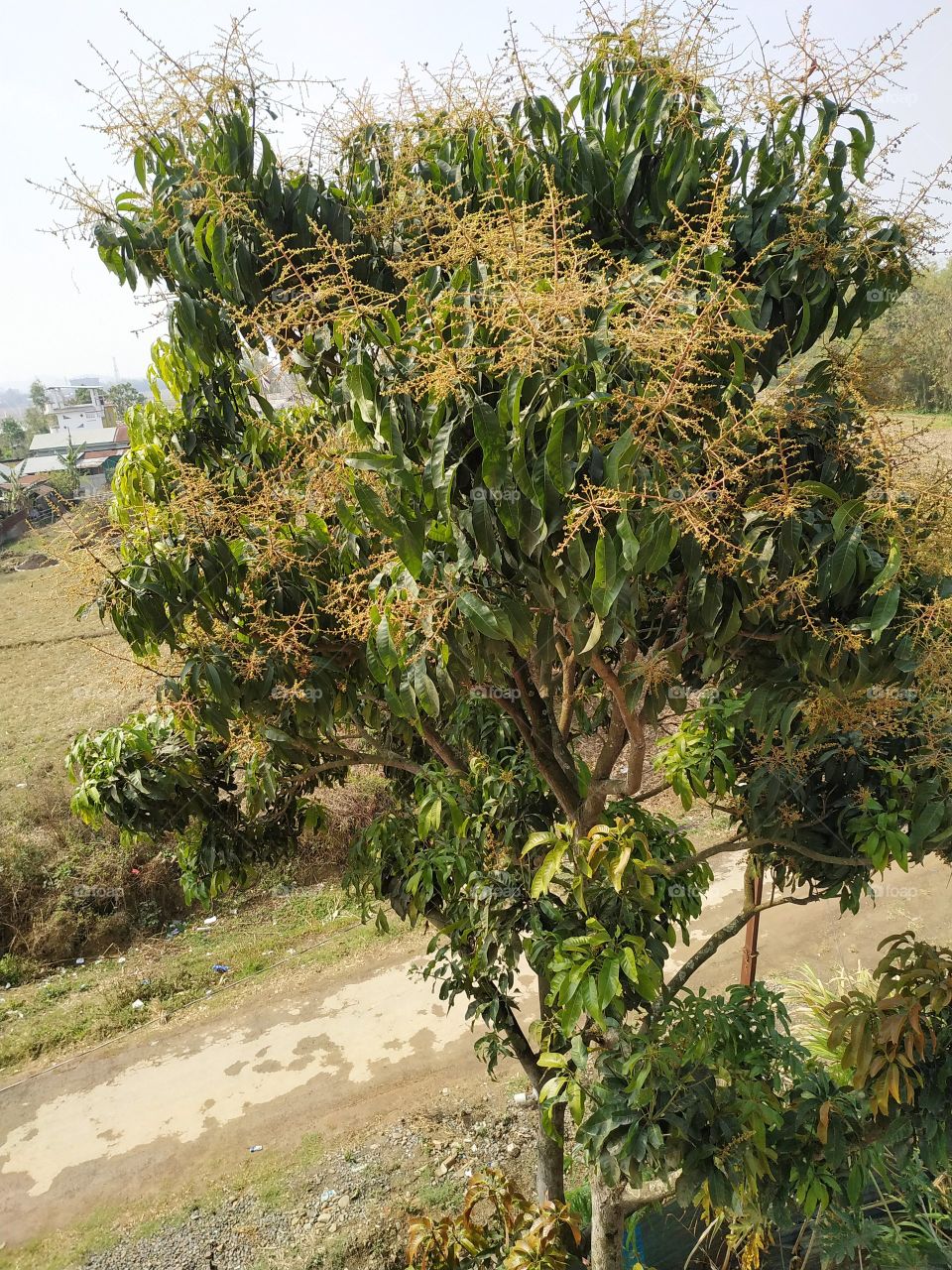 mango flowering
