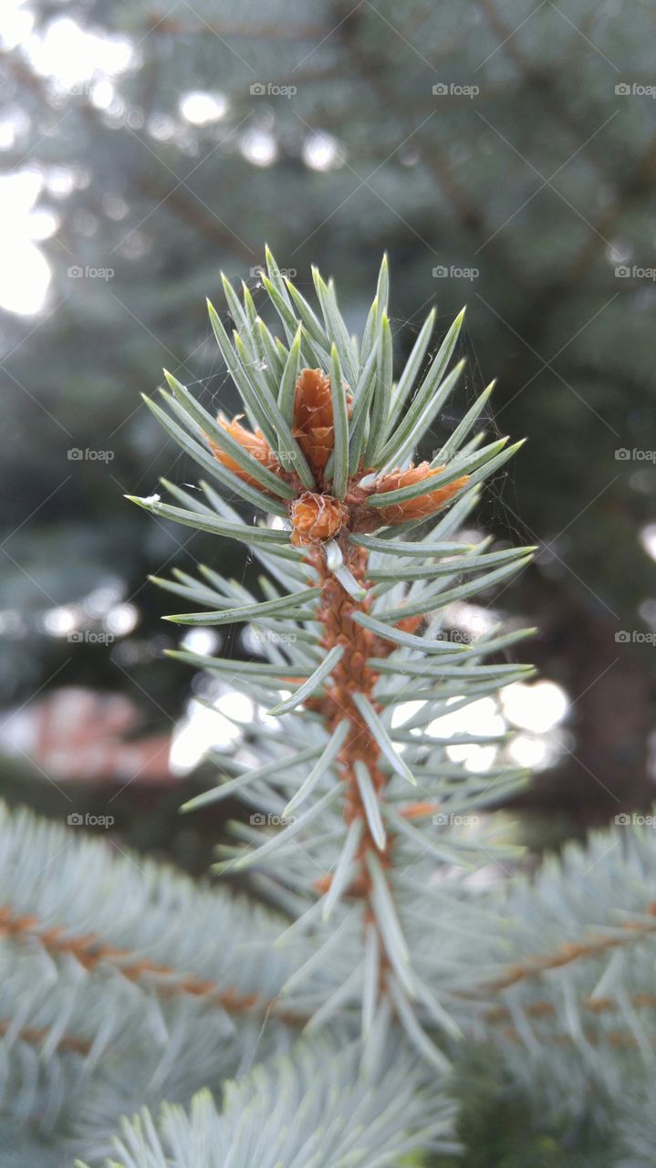 Close up pine tree branch. nice close up of pine tree branch