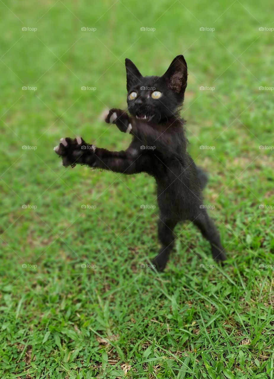 Bombay Cat Jumping to Catch a Ball