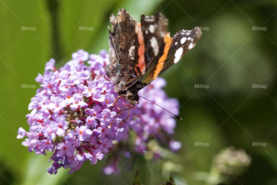 Butterfly On Flower