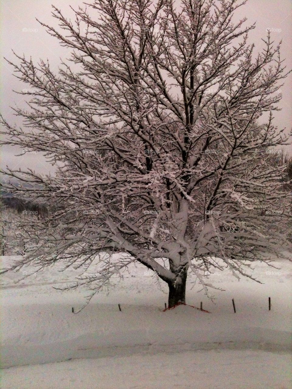 Winter tree 