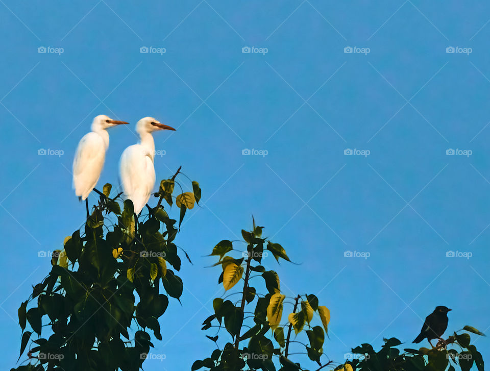 Bird photography - Common Egrets