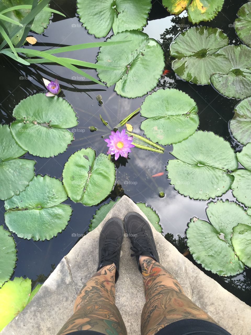 Nature, Flower, Pool, Leaf, Flora