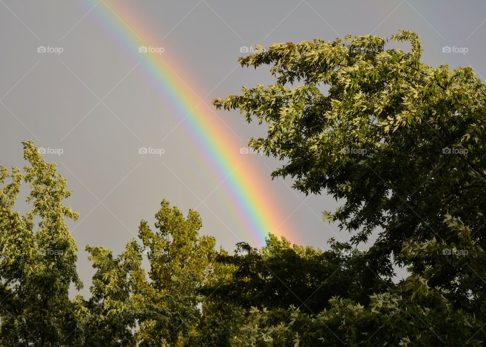 rainbow in the sky and green leaves summer time best nature