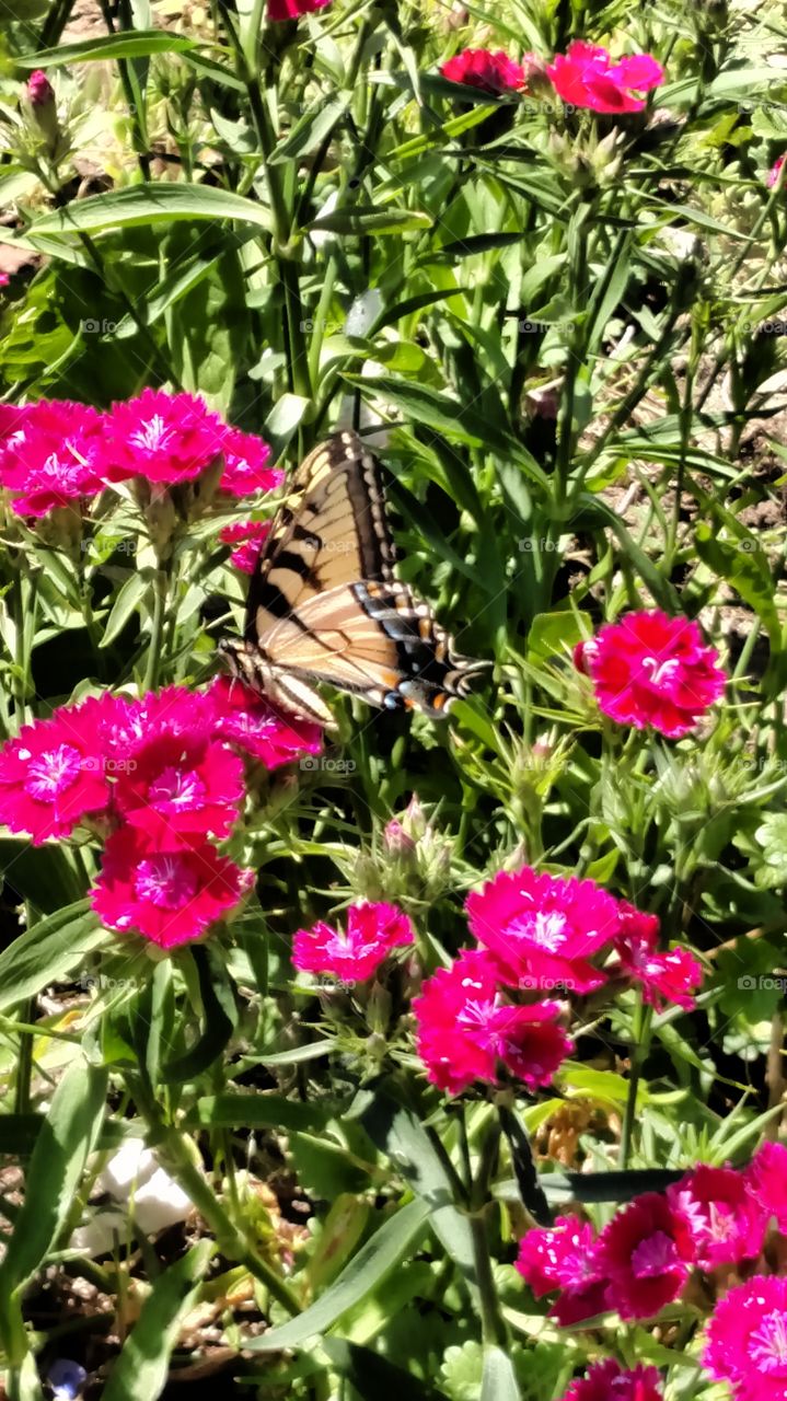 Butterflies fly away