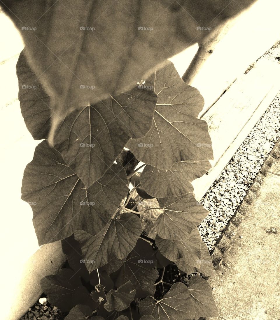 summer leafs big rustic by 0susan0