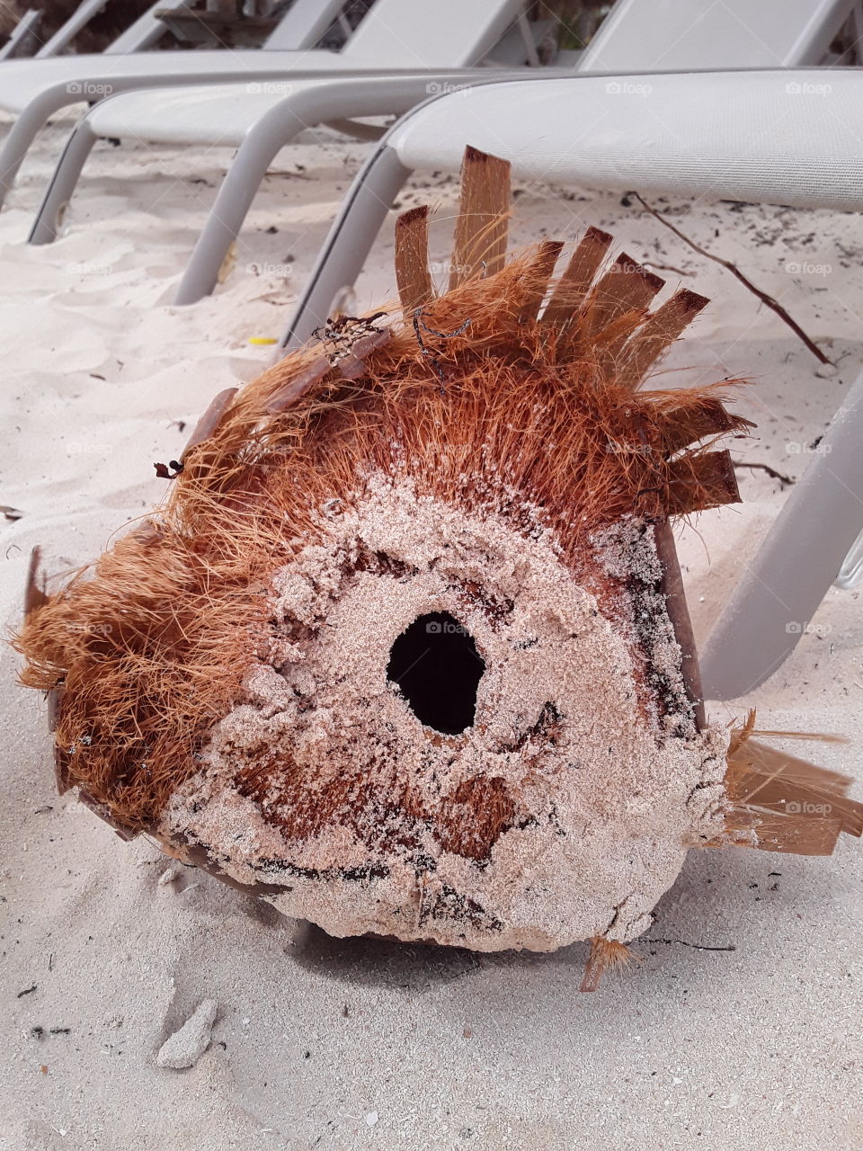 coconut with duct hole