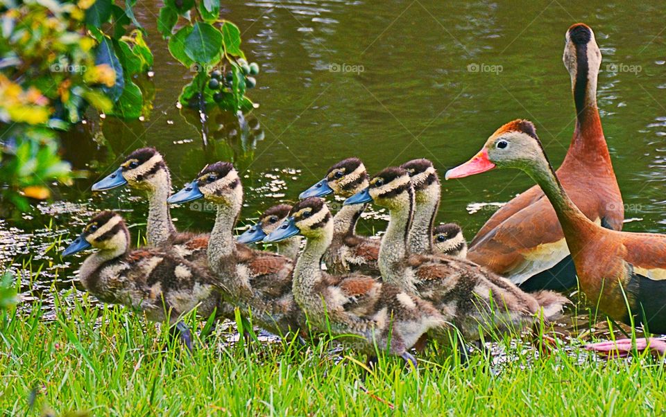 Family of Black-bellied Whistling Ducks 