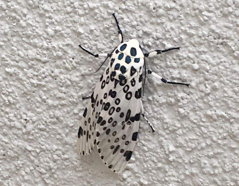 Giant leopard moth on white background 