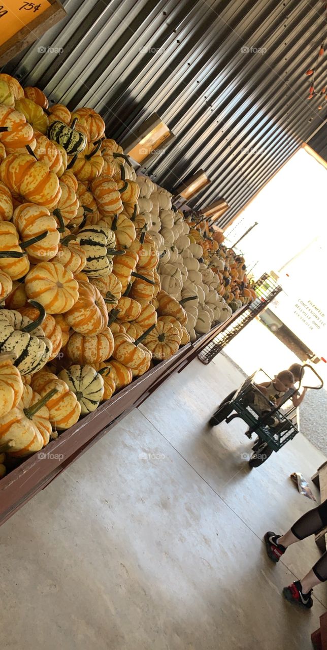 Mini pumpkin market