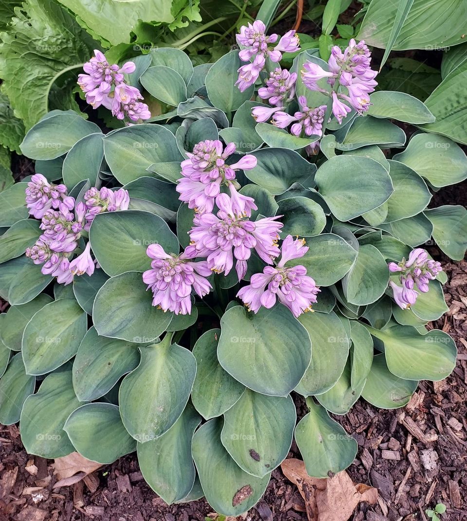 Blue mouse ears hosta in bloom