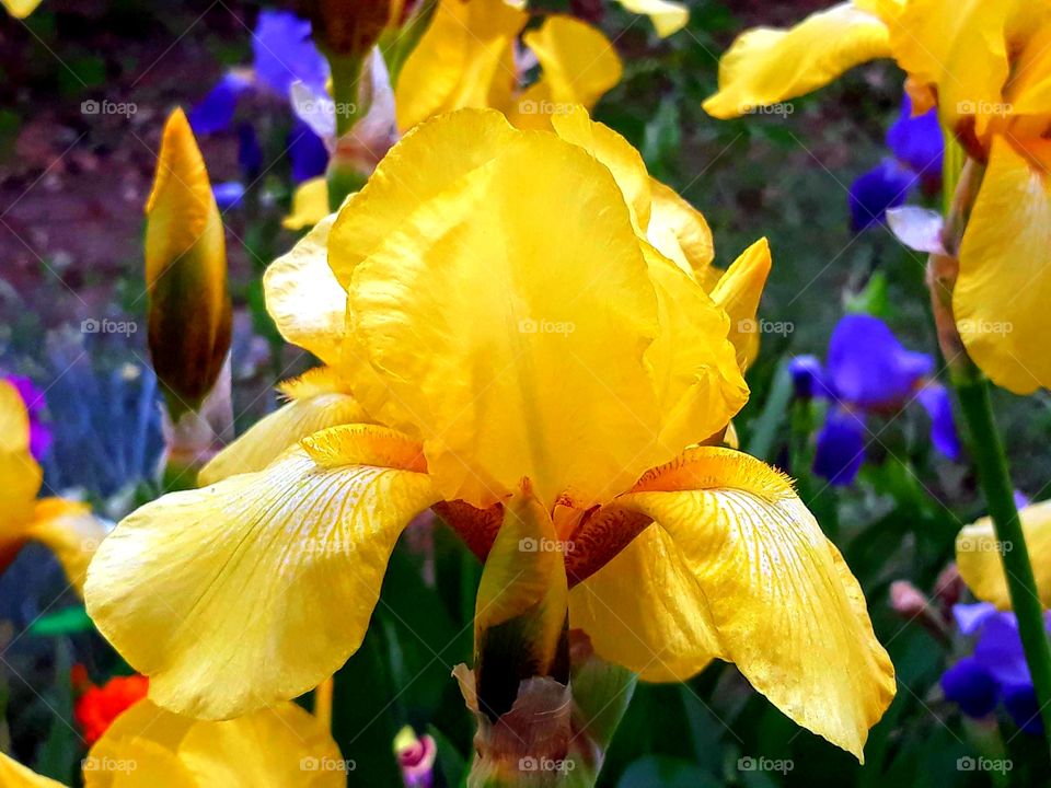 Irises