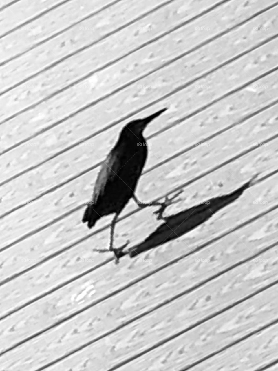 Black and white of same water bird walking across the deck at the bay house in Texas. 