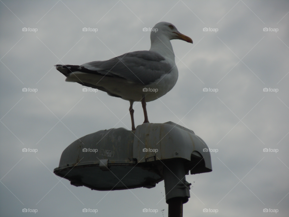 seabird sjöfågel by MagnusPm