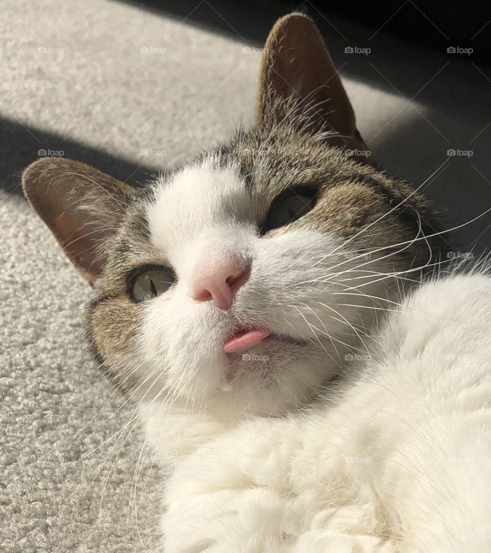 Blep (common in old cats with missing teeth, but still cute)