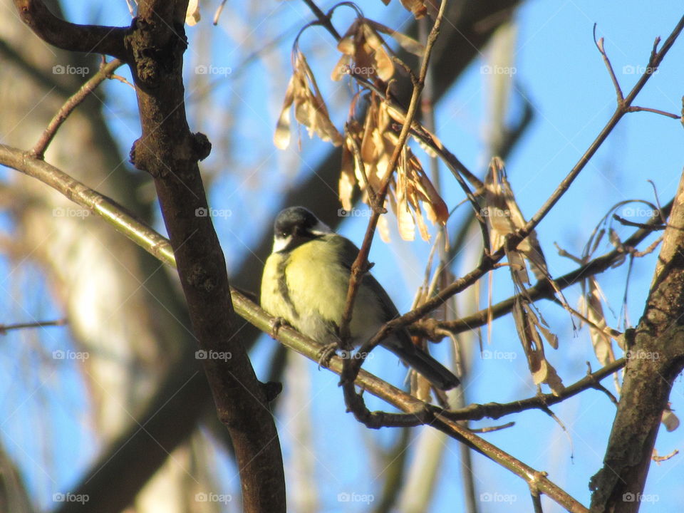 tomtit titmouse
