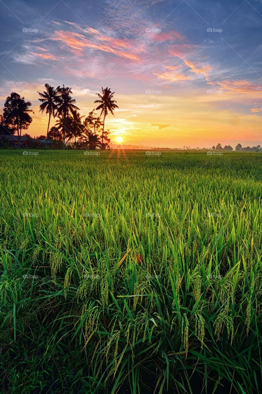 Beautiful sunrise over the green paddy field