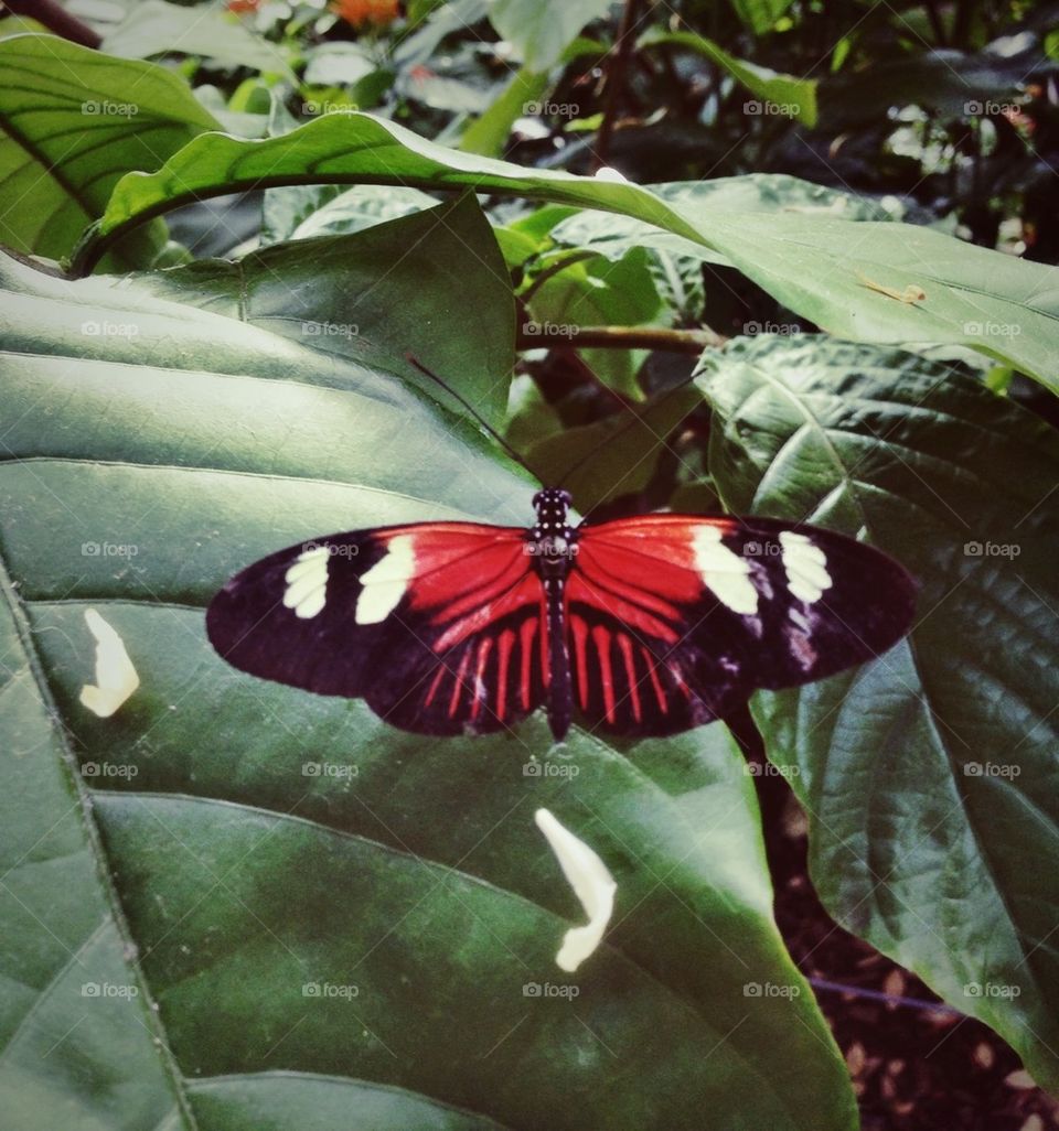 Butterfly