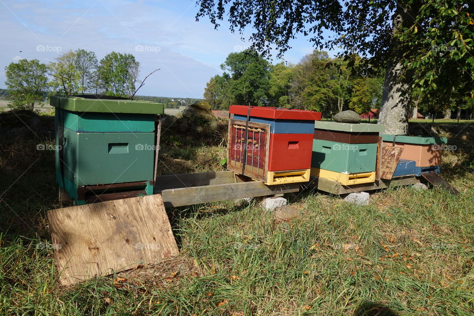 These lovely beehives can be found in a small place called Vargön ( Wolfisland). The need were very active but I managed to get some photos without getting stung.