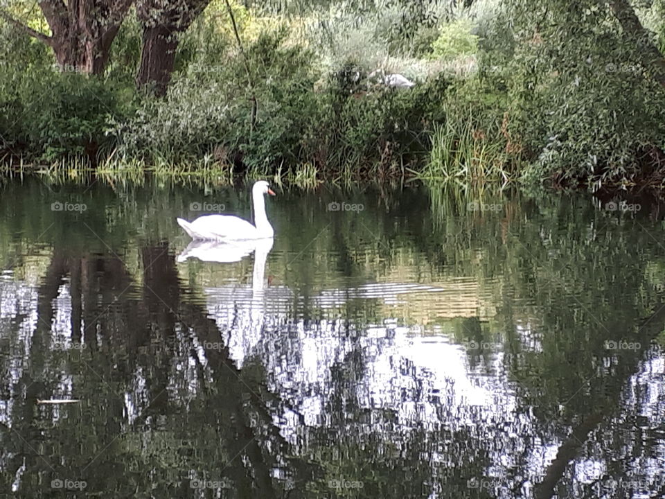 Graceful Swan