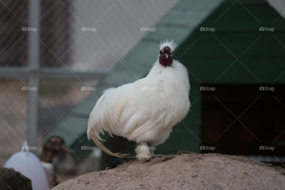 Bird, Poultry, No Person, One, Farm