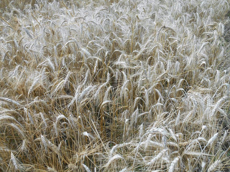 Wheat, Cereal, Rural, Straw, Pasture