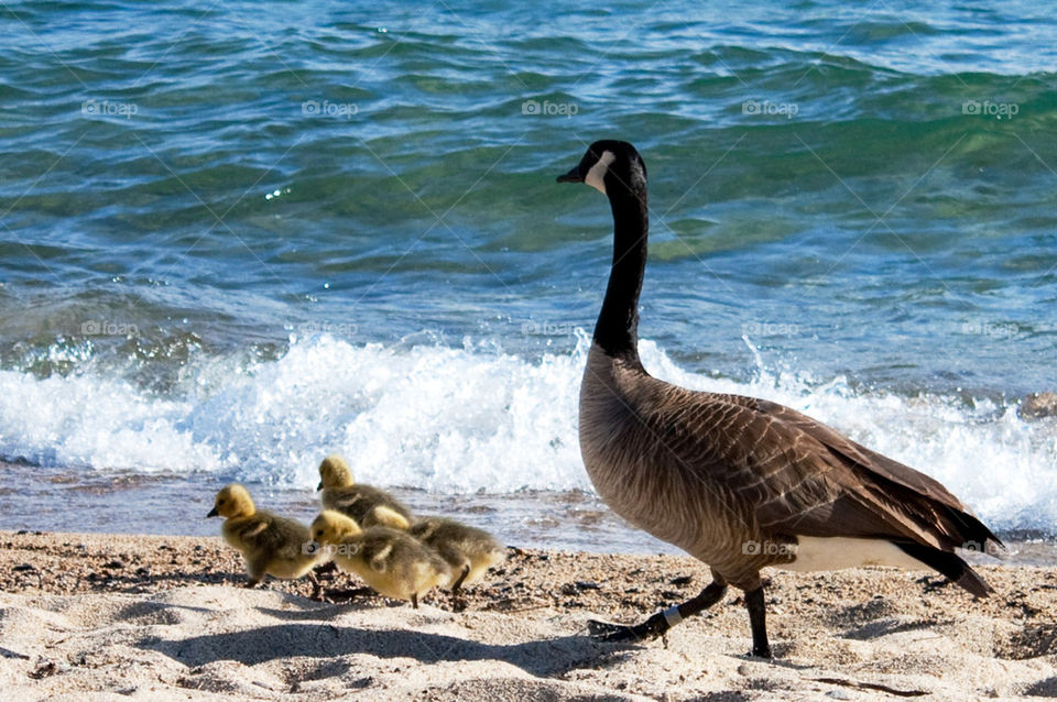 Momma and baby ducks