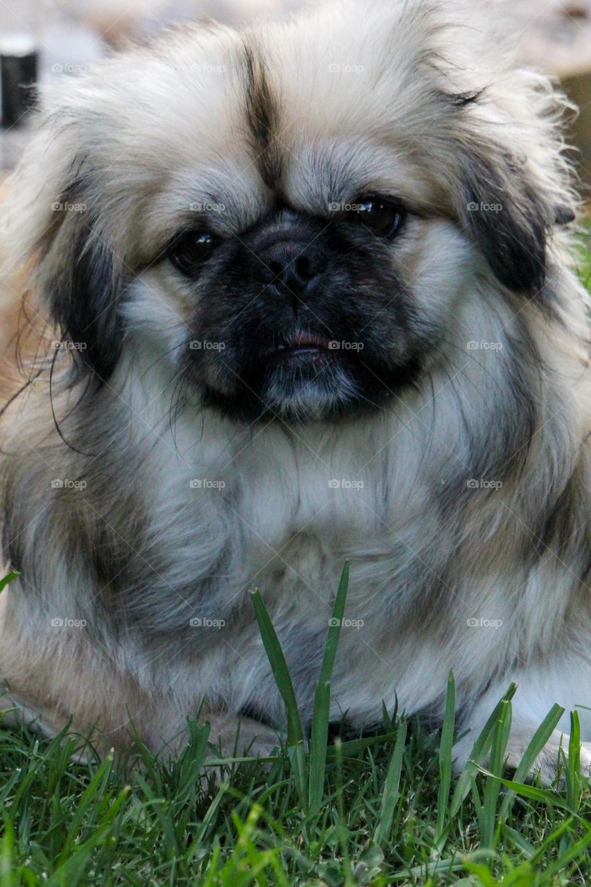 A close up of a pekingese puppy looking into the camera
