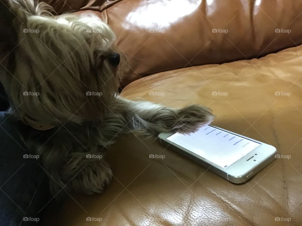 Cute dog using a smartphone 