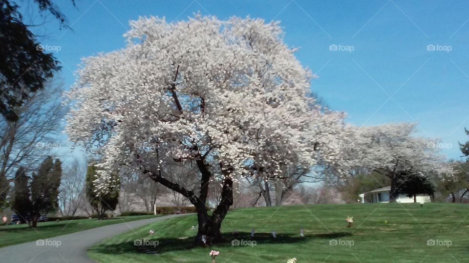 Tree in Bloom