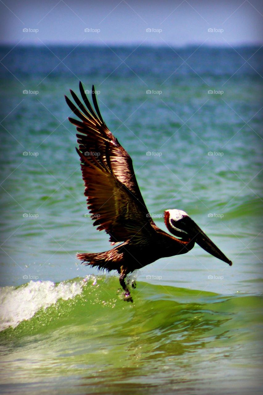 Pelican taking flight