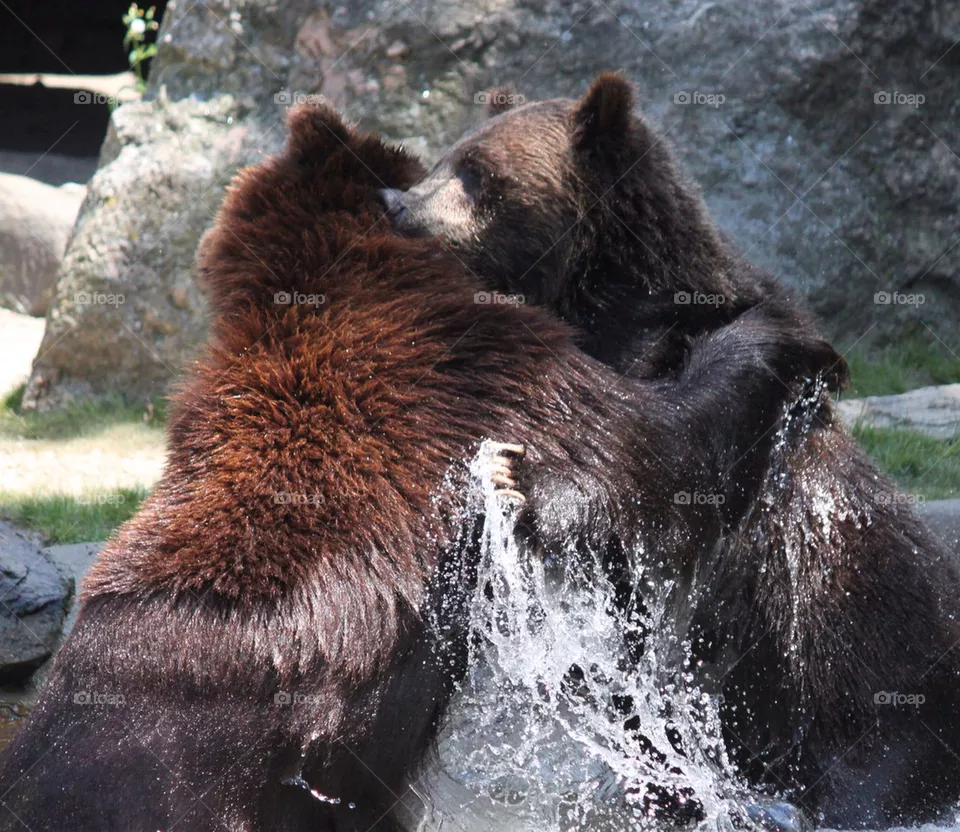 Bears