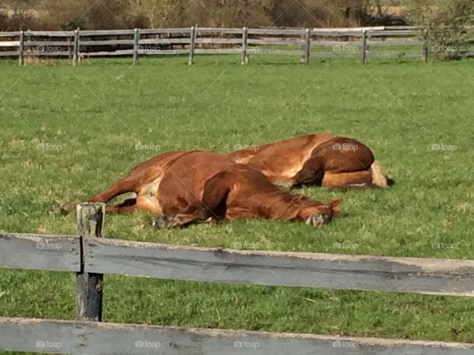 Horsey Nap Time