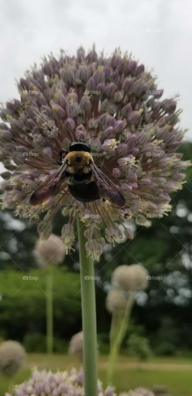 Beautiful Bee on Garlic Bloom