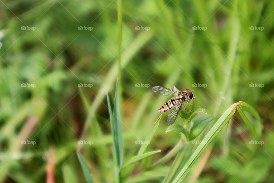 Insects in nature