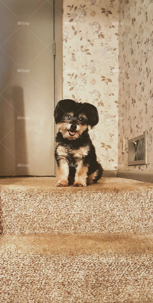 Small mixed breed dog smiling at top of stairs.