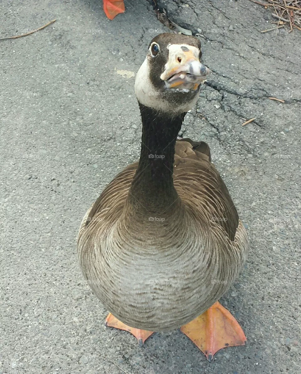 duck