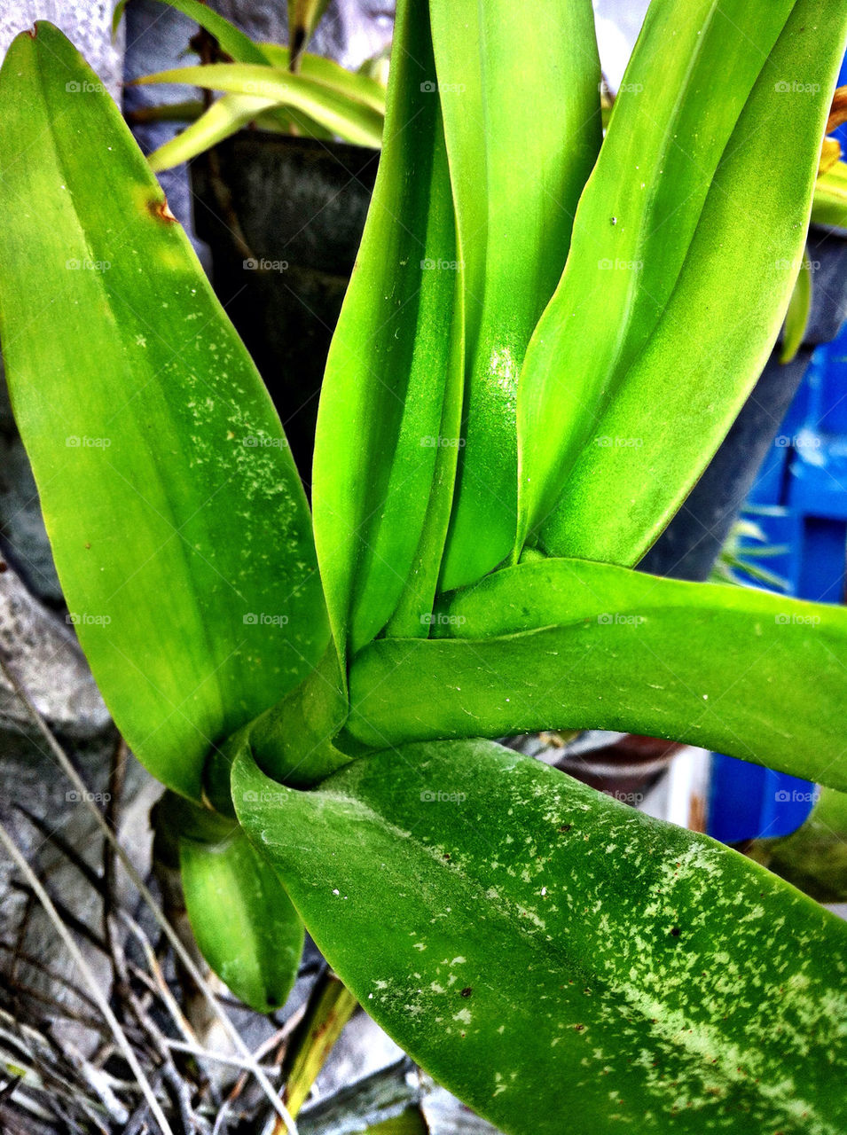 green plants leaves house by thepostman