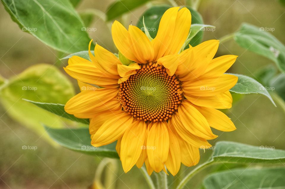 sunflower 2021 1