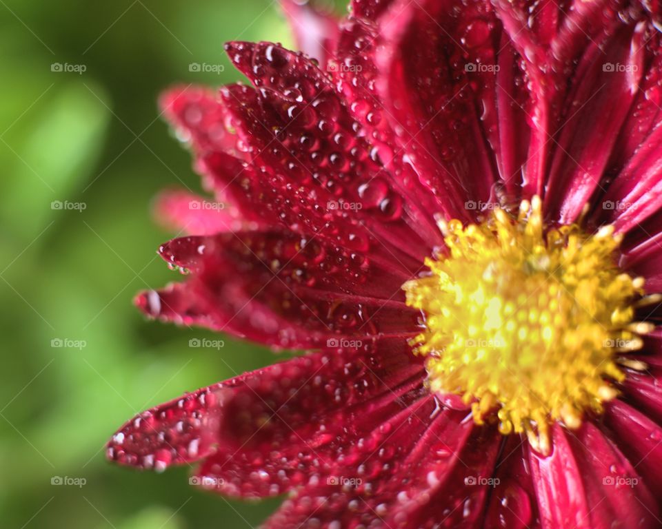 Water droplets on flower petals 