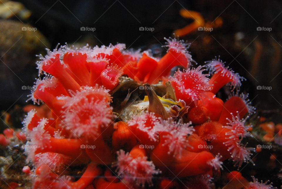 Colorful sea life