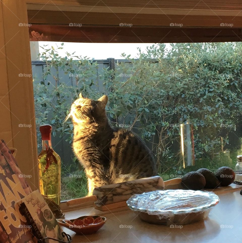 Our beautiful boy Felix enjoying the late Autumn sun on our kitchen window seal 