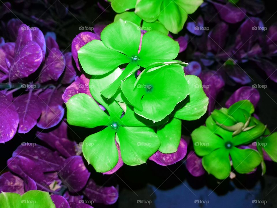 wow! beautiful green colour flower in the city garden.