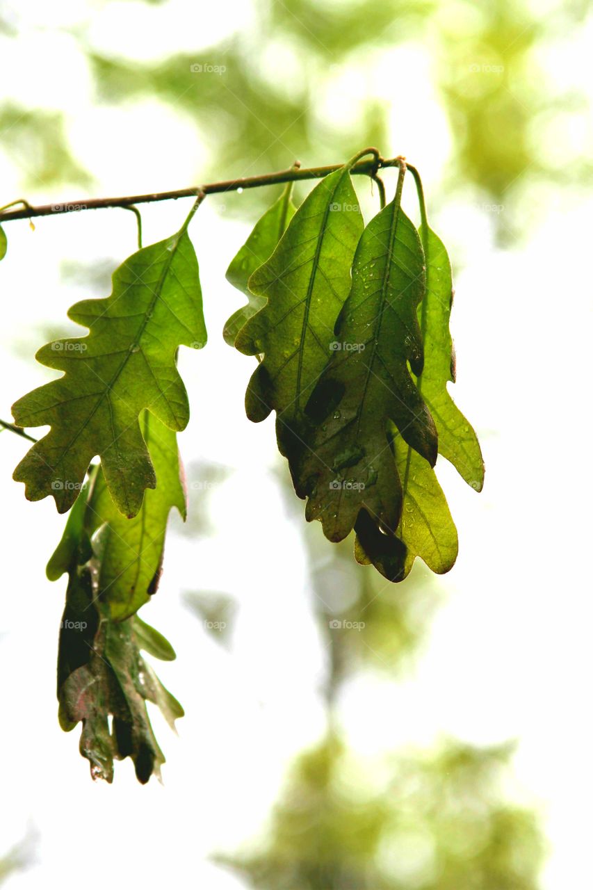 new leaves welcoming spring.