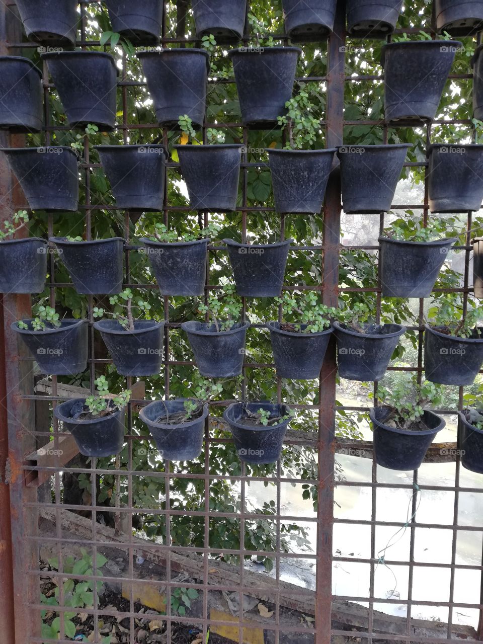 Plants potted on the fence on the boundary of a Brook