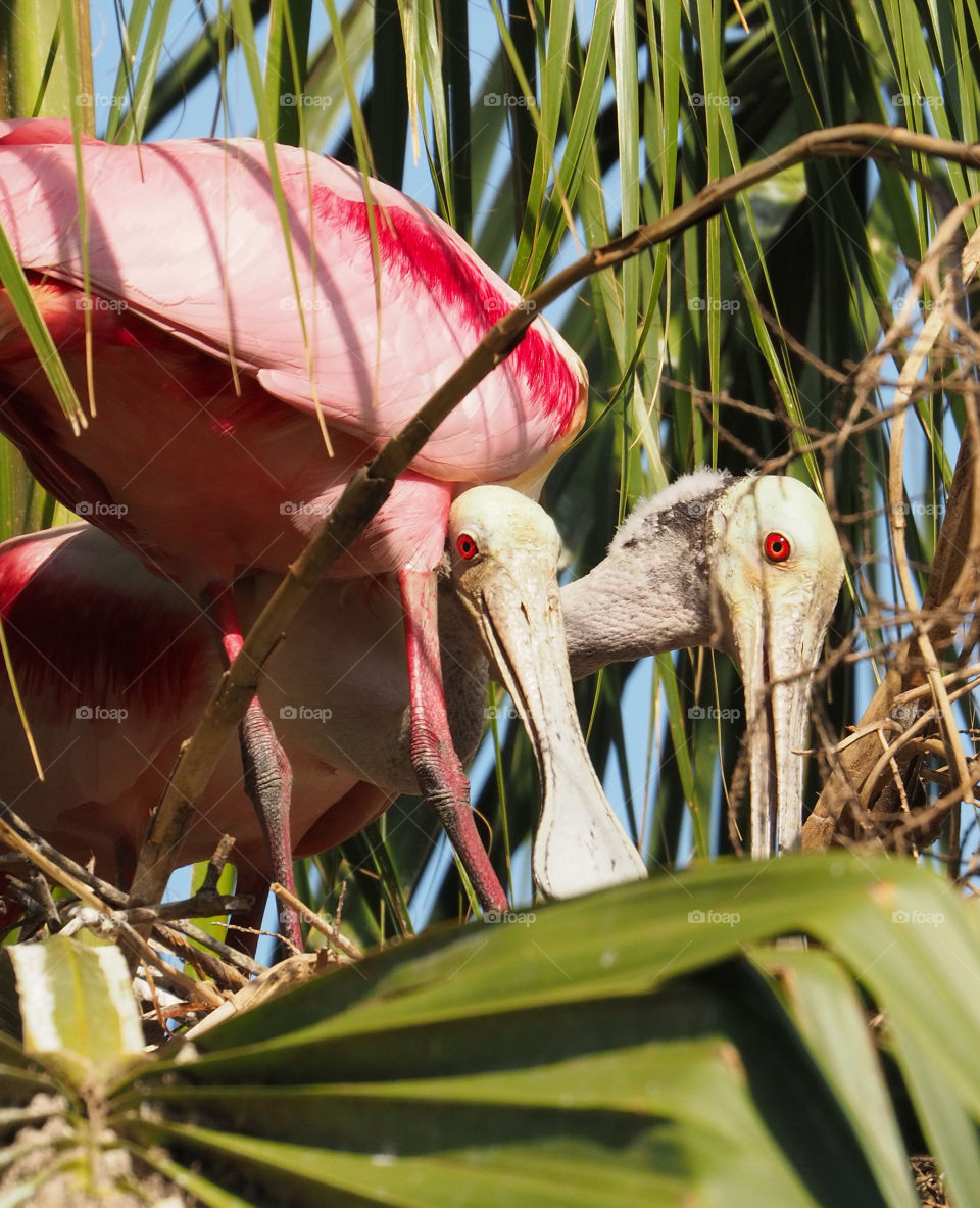 Two pink Roseate Spoonbills