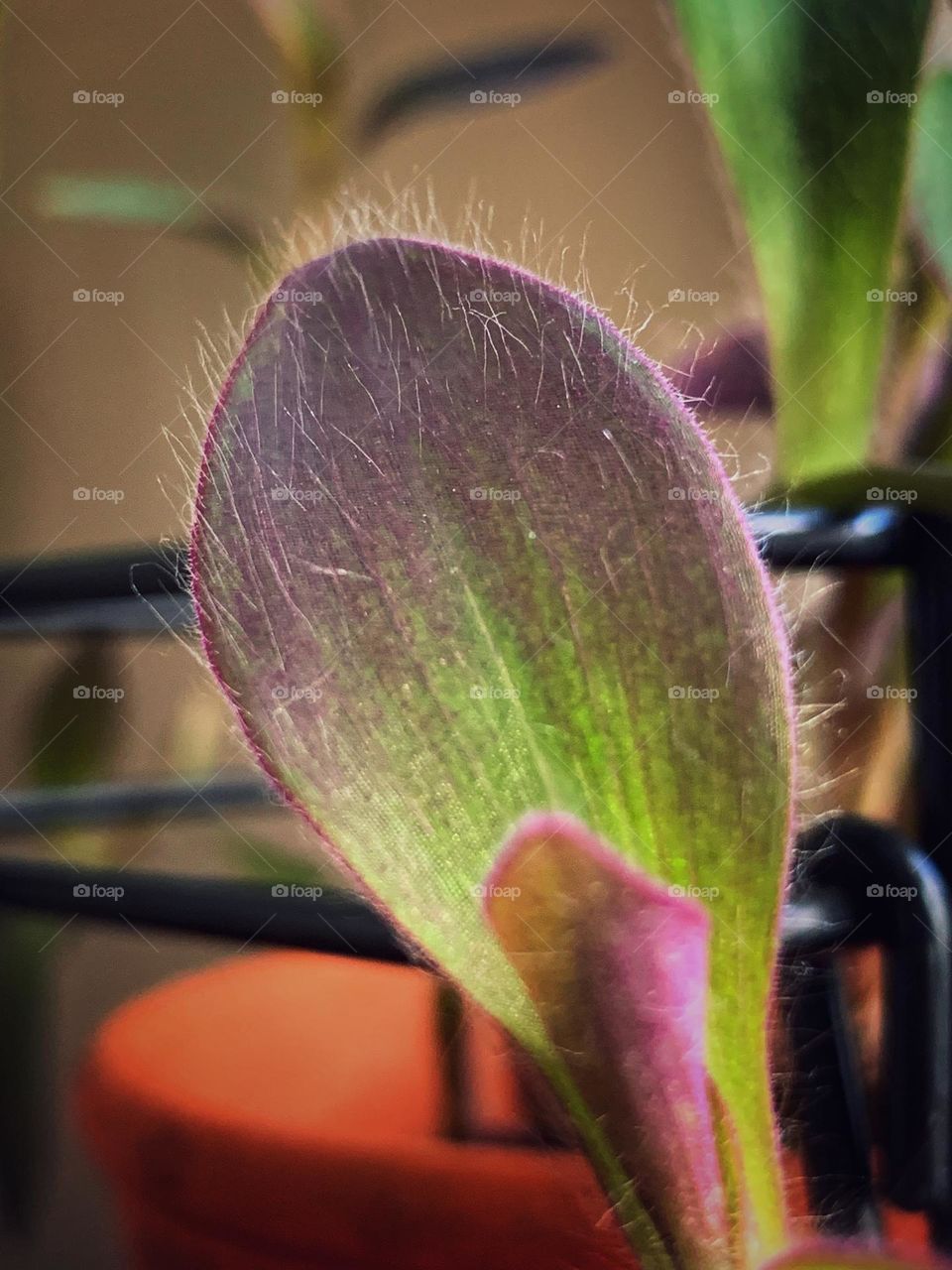 Leaf of wandering Jew