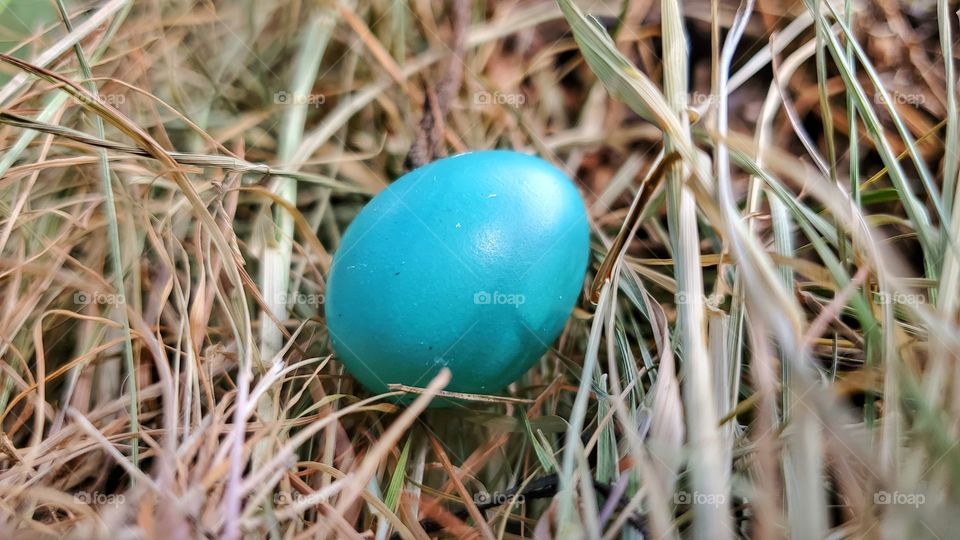 Green Egg (Robin Bird)